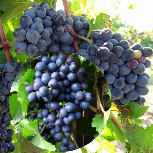 Vitis vinifera 'Ranni Magarasha' - Harilik viinapuu 'Ranni Magarasha' C4/4L